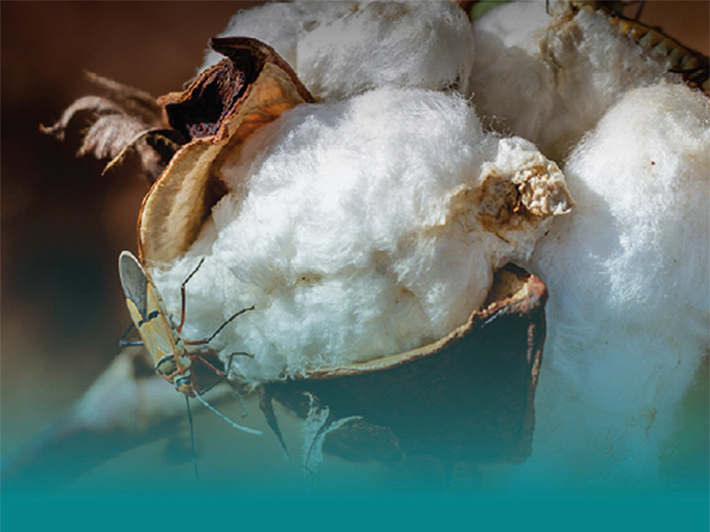 Cotton crops [photo]